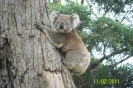 Koala na Wyspie Raymonda, stan Wiktoria, Australia  fot. Ron Bennett