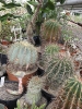 Kaktusiarnia_6