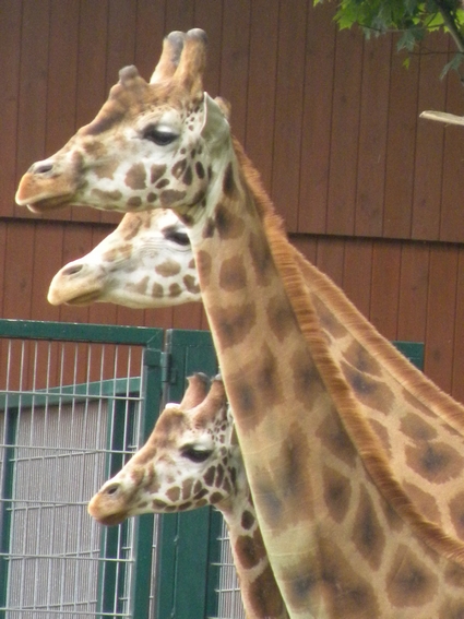 zoo092