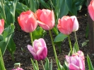 Tulipany z Kowna