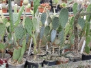 Kaktusiarnia_8