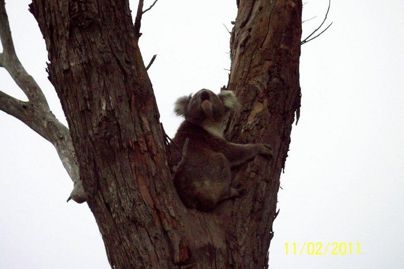 koala3